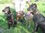 Amerikansk staffordshire terrier #Tira#R.I.P