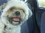 Lhasa apso Ozzy - hihi.. hmmmmmmmm, hvad laver du??