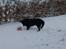Blanding af racer Bamse - Bamse i sneen 2 *NYT*