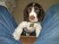 Engelsk springer spaniel Chess