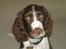 Engelsk springer spaniel Chess