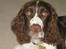 Engelsk springer spaniel Chess