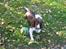 Engelsk springer spaniel Chess