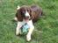 Engelsk springer spaniel Chess