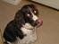 Engelsk springer spaniel Chess