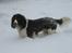 Engelsk springer spaniel Chess