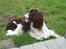 Engelsk springer spaniel Chess