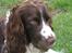 Engelsk springer spaniel Chess
