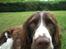 Engelsk springer spaniel Chess