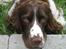 Engelsk springer spaniel Chess