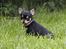 Chihuahua ** Cereza ** - Søde lille Cereza :D.