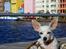 Chihuahua Guadalupe (Lupe) - Lupe på Pontonbroen i Willemstad på Curacao, De Hollandske Antiller. Juli 2008