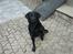 Blanding af racer Fraya - Lab/Berner 26/8-06 - 14/2-19 - Vinke vinke :) (18/8-10)