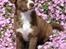 Blanding af racer Cody - Cody et blomster"barn"