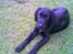 Labrador retriever ( Formel 1)   Bølle - Bølle 10 uger 