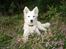 Japansk spids Malou R.I.P 11/9-2019