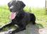 Labrador retriever Dux
