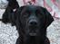 Labrador retriever Dux