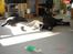 Labrador retriever Dux