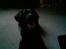 Labrador retriever Dux