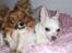 Papillon nikki - nikki og hendes kæreste <3