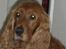 Cocker spaniel Mille  --Himmelhund-- - Jeg er meget fotogen