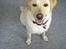 Labrador retriever Nellie - 21 juni 07