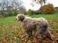 Bearded collie Bounty R.I.P - Bounty i sit livs sidste efterår.............
