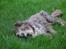 Bearded collie Bounty R.I.P - gammel dreng slapper af i græsset juni 07