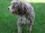 Bearded collie Bounty R.I.P - Er der mon noget jeg skal kigge efter .....juni 07