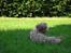 Bearded collie Bounty R.I.P - at ligge i skyggen på en varm sommerdag.... juni 07