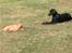Blanding af racer Simba - Mig & Tyson...