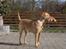 Blanding af racer Simba - "Vagthund"**ggg**