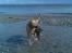 Blanding af racer Simba - Vandhund..**ggg*