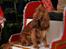 Cocker spaniel Tikki