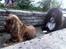 Cocker spaniel Tikki