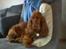 Cocker spaniel Tikki