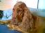 Cocker spaniel Tikki