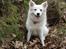 Japansk spids Malou R.I.P 11/9-2019 - nyt