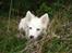 Japansk spids Malou R.I.P 11/9-2019