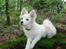 Japansk spids Malou R.I.P 11/9-2019