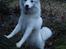 Japansk spids Malou R.I.P 11/9-2019 - nyt