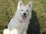 Japansk spids Malou R.I.P 11/9-2019
