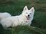 Japansk spids Malou R.I.P 11/9-2019
