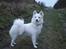 Japansk spids Malou R.I.P 11/9-2019