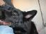 Schæferhund Degn ´s Becki