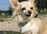 Chihuahua Micki aka Mimi - Micki på stranden, sommeren 2009..