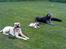 Mastiff Holger (Find holger ) - Er til hundetræning...