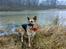 Schæferhund Maja <3 - Nede ved magrethesøen februar 08 ( : 