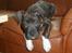 Blanding af racer Laban R.I.P Min skat - Hvad er du for en lille en da... 